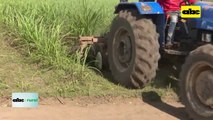 Video: Crece área de caña de azúcar