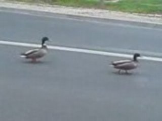 L'histoire du canard qui n'a jamais peur.