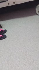 IPS está inundado de cucarachas, pero autoridades no dan la cara