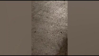 Aparición De Chinches De Agua En El Barrio Las Mercedes (2)