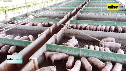 Video: Automatización de la alimentación de cerdos para engorde