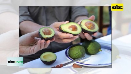 Video: Aguacate nacional a la conquista de Europa