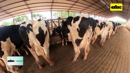 Video: Evolución de la ganadería lechera en el departamento de Caaguazú