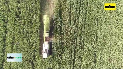 Video: Madurez ideal para cosecha de maíz para ensilado