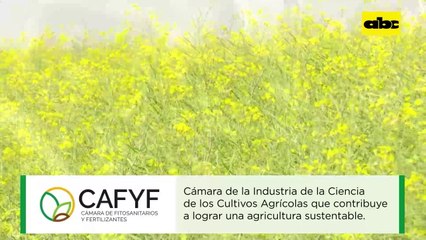 Avance Del Cultivo De Canola En Diferentes Regiones