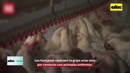 Video: Japón suspende compra regionalizada en Brasil por gripe aviar en granja