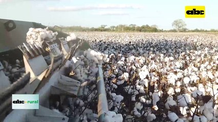 Video: Charla sobre algodón en el Chaco