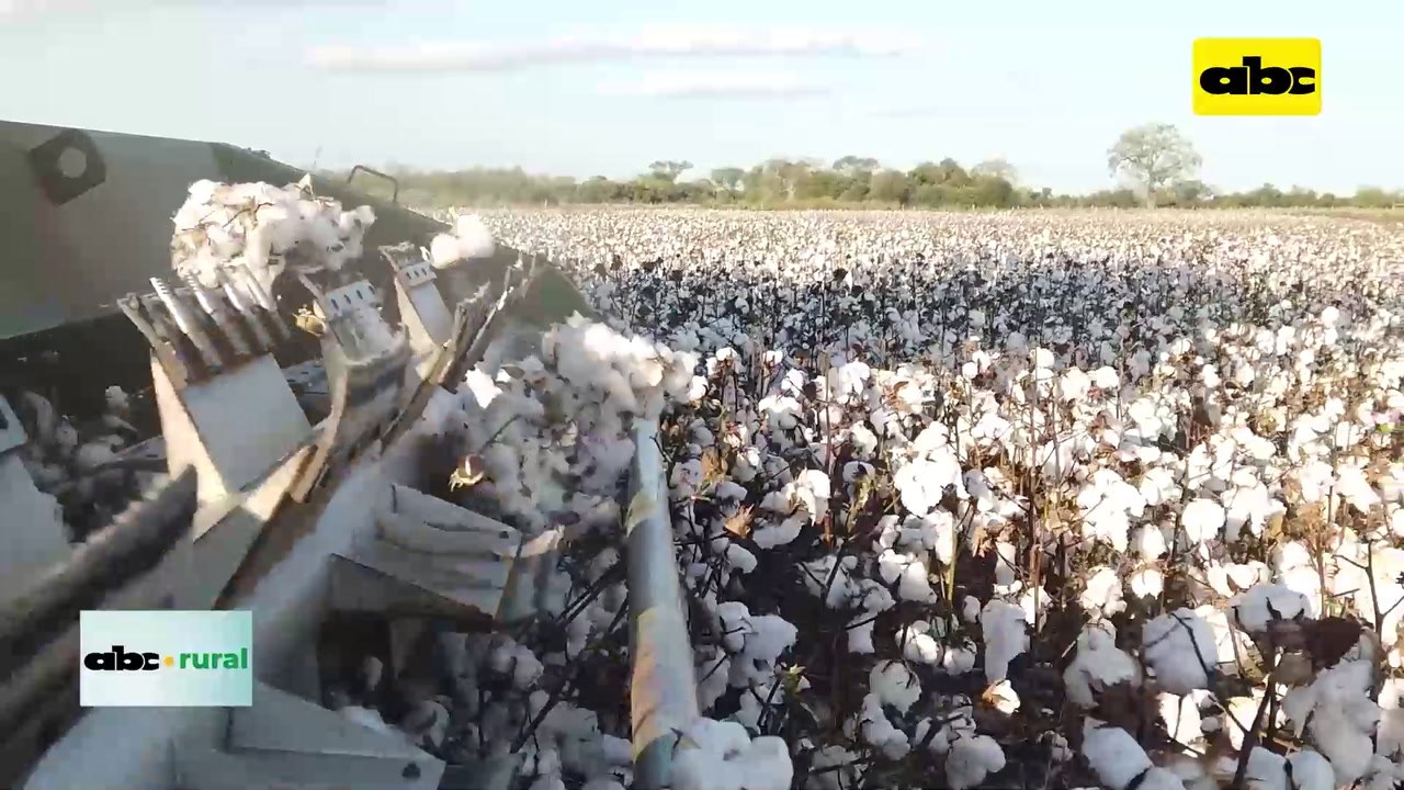 Video: Charla sobre algodón en el Chaco
