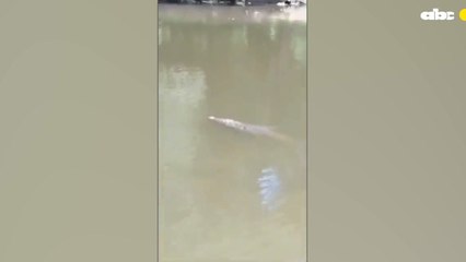 Cocodrilo mató a un futbolista en Costa Rica