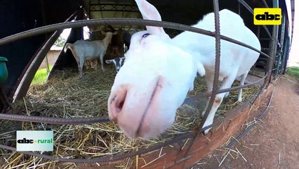 Video: Aso de Criadores de Cabras se organizan para crecer