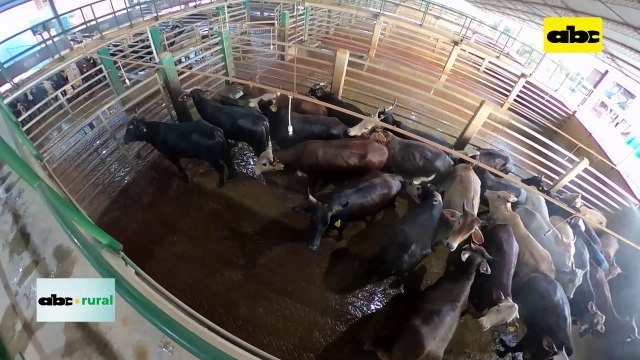 Video: Buenas prácticas de manejo y traslado de animales para faena