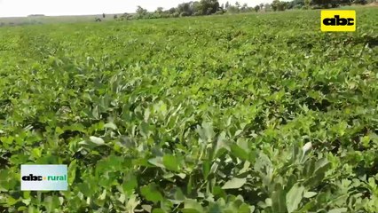 Video: Uso de biológicos en maní como opción