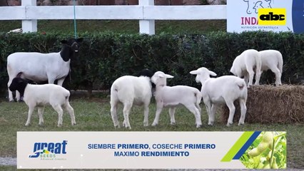Video: Remates de ovinos Dorper y Santa Inés se destacan en la Expo 2023