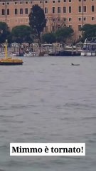 Zaia - 🐬⚠️ ADESSO DAVANTI A SAN MARCO ⚠️🐬 (04.12.25)