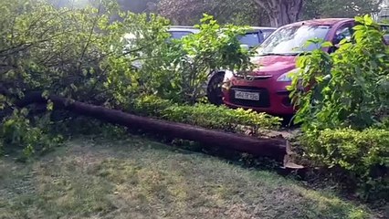 मध्य प्रदेश विधानसभा से चंदन के पेड़ चोरी करने की कोशिश, कांग्रेस विधायकों ने सुरक्षा व्यवस्था पर उठाए सवाल