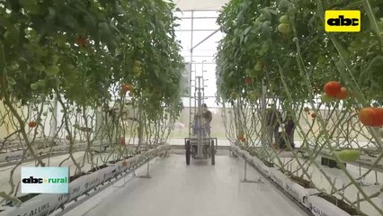 Video: invernadero automatizado y sistema de ventilación y temperatura