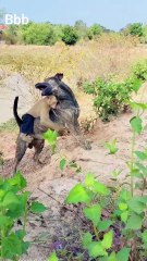 Awesome Video Best SokYaa, OG, Pao & Mom Are Famous Around The World #shorts #anime #trend #edit