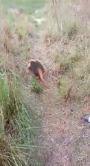 Oso hormiguero rescatado por bomberos de Santa Rosa Del Aguaray