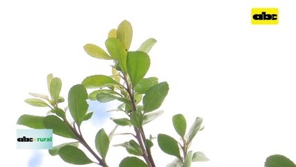 Video: “Quieren forzar a industrias a pagar precio único por la yerba mate”