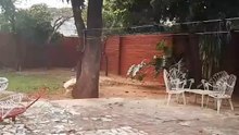 Polucion Sonora