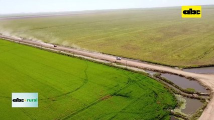 Video: la producción de arroz creció US$ 101 millones más que el año pasado