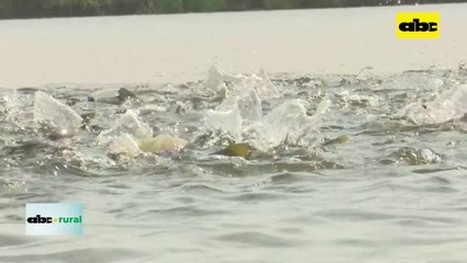 Video: cómo perjudica el contrabando y otras situaciones a la piscicultura
