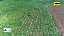 Video: lanzaron campaña de siembra de sésamo en Choré, San Pedro