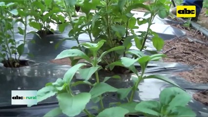 Video: instalarán fábrica para procesar stevia (Ka’a he’e) en Alto Paraná