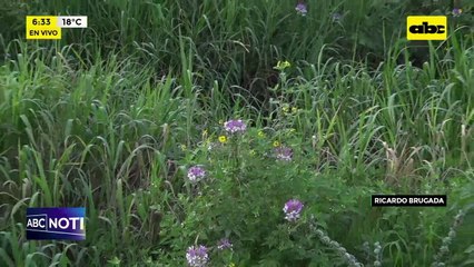 Video: Albergues de emergencia para familias afectadas