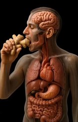 What Ginger actually does in your body when you eat it 😱😱 #health #wellness #anatomy #fyp #ginger