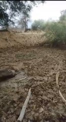 Pilcomayo: fauna silvestre huye de la sequía