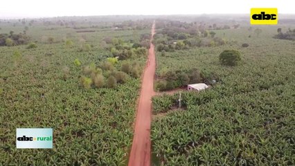 Video: manejo de banana y buenas practicas de embalaje