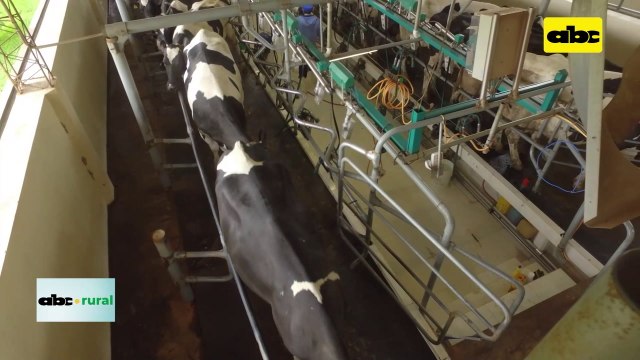 Video: equipo limpiador de tetillas de vacas lecheras