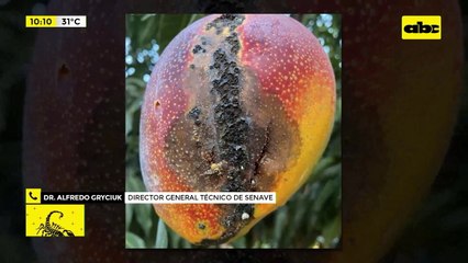 Video: “Moscas de la fruta” acechan a mangos