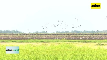 Paraguay Necesita Crear Variedades De Arroz