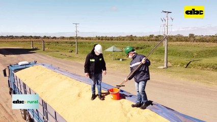 Video: arroz ya ingresó más de US$ 300 millones este 2023