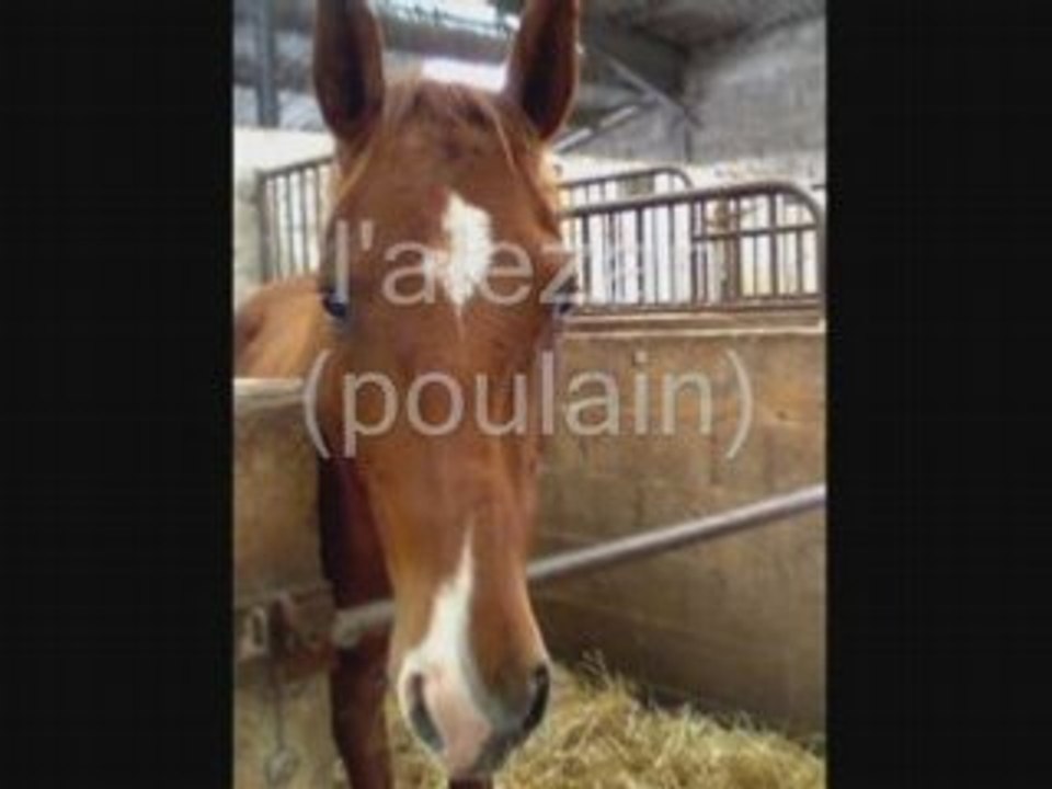 les chevaux de on centre equestre