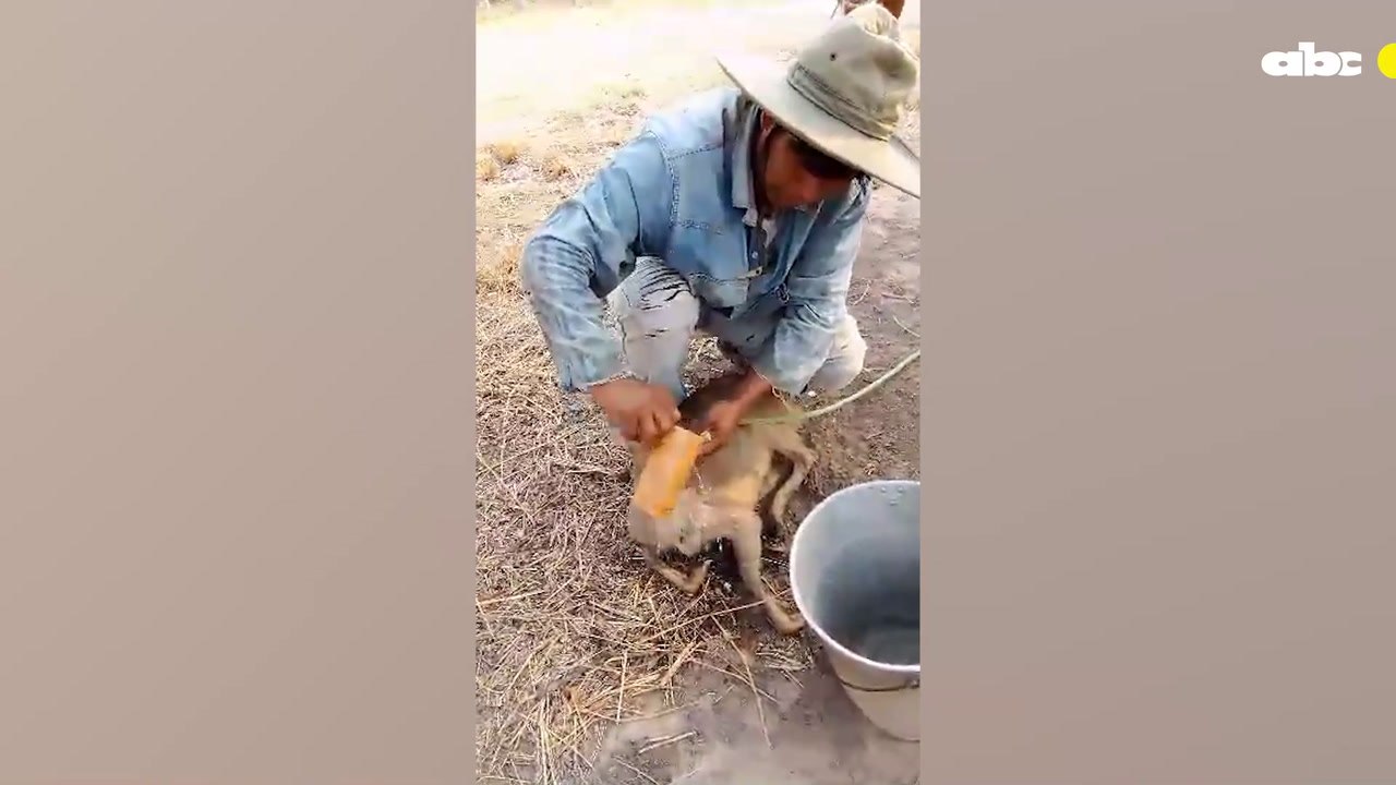 La Cruda Sequía Chaqueña