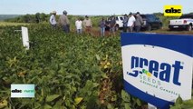 Video: desarrollo del variedades de soja en diversos puntos del país