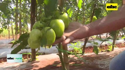 Video: despunte de tomate y control de plagas y enfermedades con varios métodos