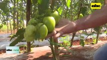 Video: despunte de tomate y control de plagas y enfermedades con varios métodos
