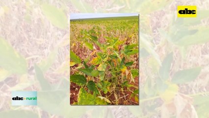 Video: hablan de pocas lluvias en el campo para diciembre