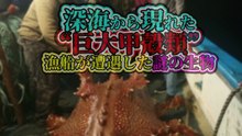 深海から現れた“巨大甲殻類” 漁船が遭遇した謎の生物