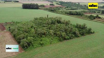 Video: cómo lograr que un suelo de cultivo sea mejor que un suelo de bosque