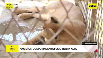 Video: Nacieron dos pumas en refugio Tierra Alta