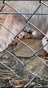 Pumas recién nacidos en el refugio Tierra Alta