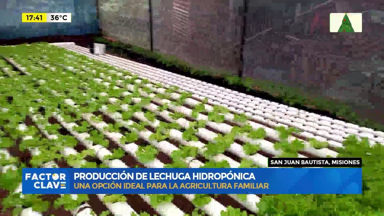 Video: producción de lechuga hidropónica