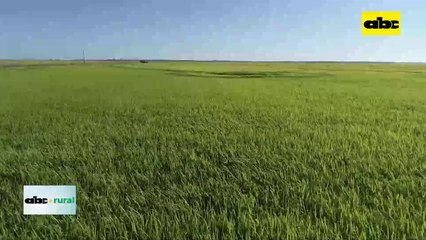 Video: arroceros podrían llegar a perder US$ 400 millones por culpa de el Niño