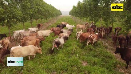 Video: se mantienen deudas en el sector ganadero paraguayo