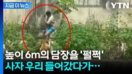 제 발로 사자 우리 들어간 10대...물리며 끔찍한 참변 [지금이뉴스] / YTN